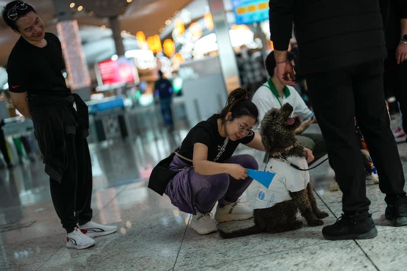 Istanbul Airport Dogs