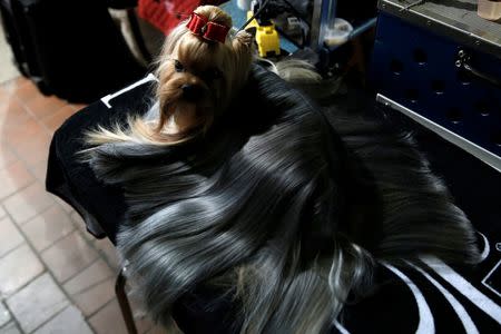 A Yorkshire Terrier waits in the benching area before judging at the 2016 Westminster Kennel Club Dog Show in the Manhattan borough of New York City, February 15, 2016. REUTERS/Mike Segar