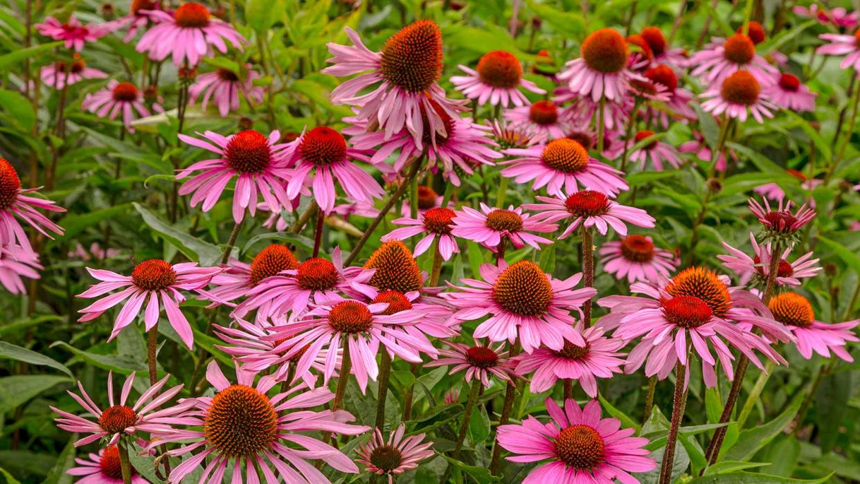  echinacea flowers 