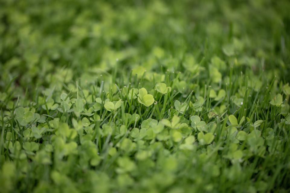 how to grow clover lawn