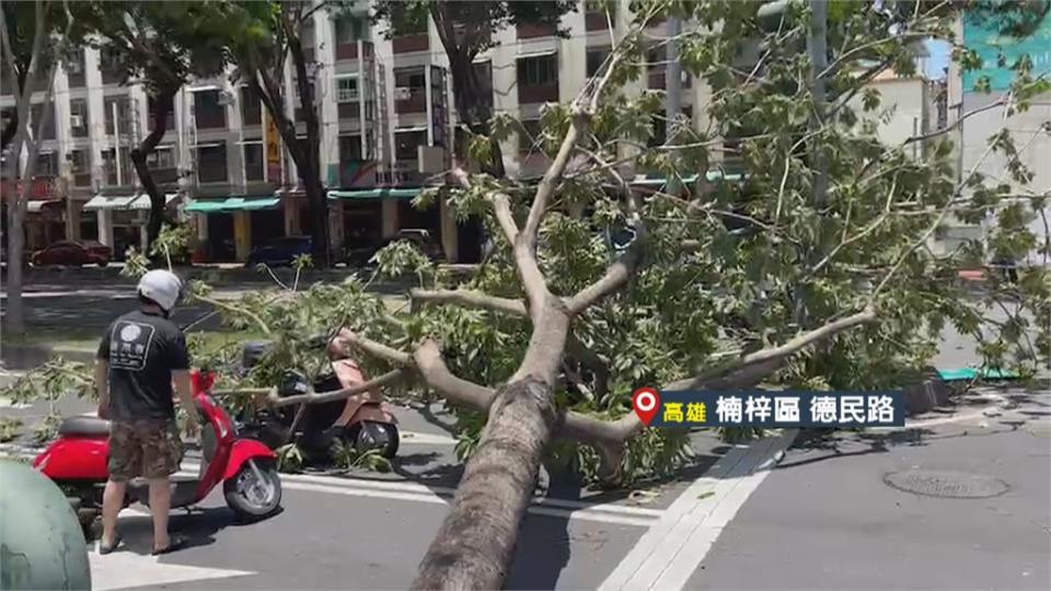 高雄發布強風特報　至少接獲8起路樹倒塌意外