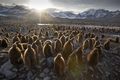 <span class="caption">St Andrews Bay, South Georgia. A colony of young penguin chicks wait for their parents to return with food.</span> <span class="attribution"><span class="source">BBC Studios/Fredi Devas</span></span>