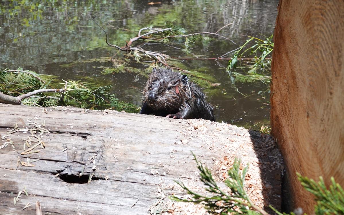 Will beavers help fight drought and wildfires in California? This project hopes it will