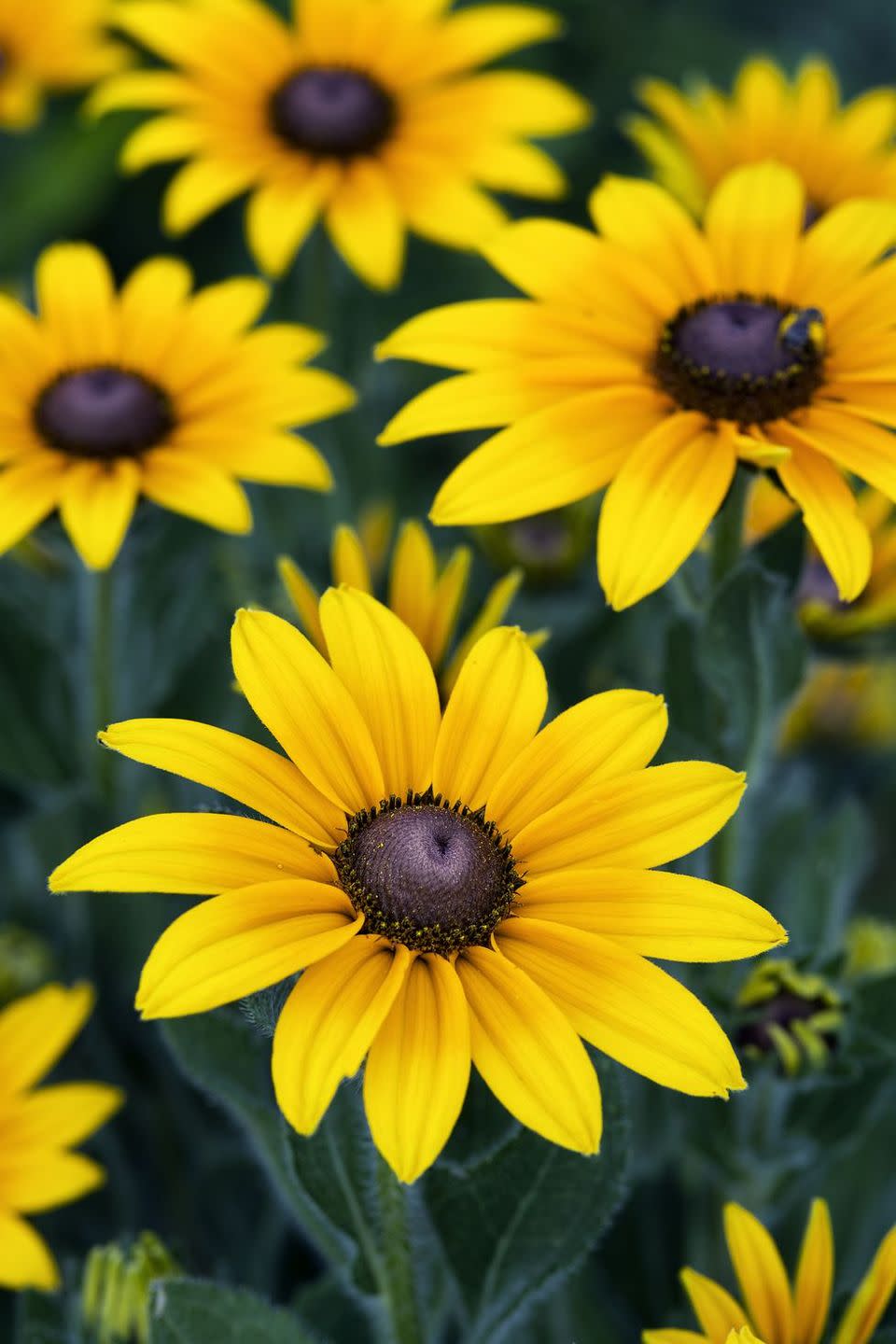 flower meanings, black eyed susans 