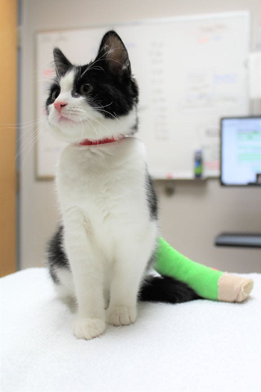 The Willamette Humane Society will use some of the $13,500 donated through the #BettyWhiteChallenge for veterinary care for animals like Tuna, a "spunky and energetic" kitten who broke her tibia after falling off a table.