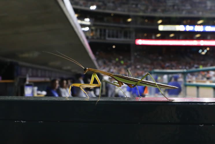 Another rally mantis appeared for the Royals. (AP Images/Paul Sancya)