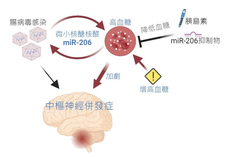 腸病毒引發重症之神經病學機制。(取自國衛院官網)