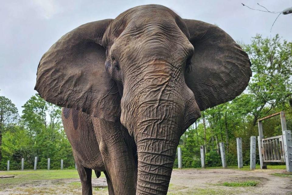 <p>Jacksonville Zoo and Gardens</p> Ali the bull elephant, who used to reside at Michael Jackson