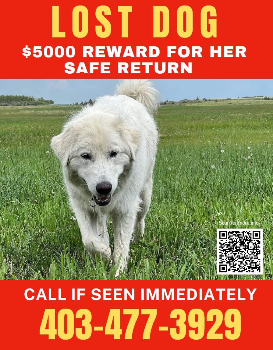 Dixie was taken from a rural property near Big Hill Springs Provincial Park in Alberta.