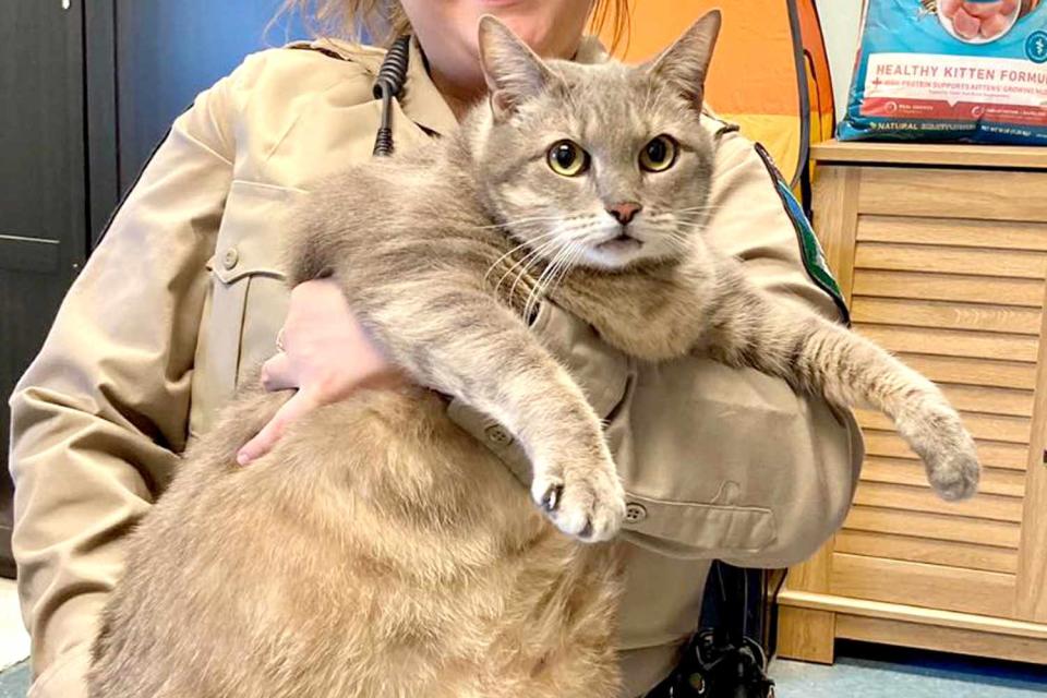 <p>RACC</p> Frosty the 28-lb. cat who is available for adoption at Virginia