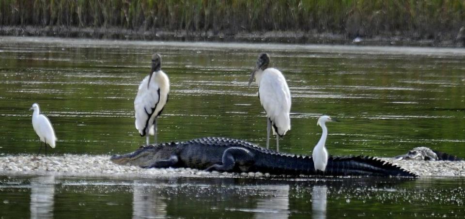 Two wood storks stand behind this alligator along with a immature little blue heron (left) a snowy egret and another small alligator on this little island in Mullet Pond.