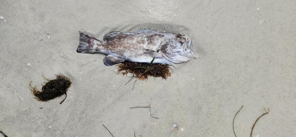 Visitors tip-toed around dead fish that dotted Lido Beach this week as red tide continues to impact local beaches during the height of tourism season.