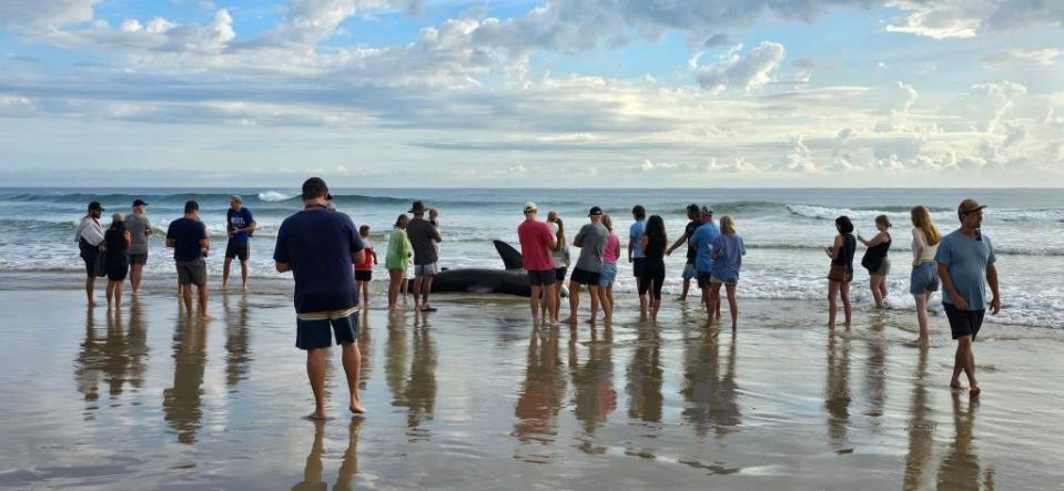 A huge crowd gathered on the beach as specialists from nearby Sea World on the Gold Coast were called to the scene. Facebook/Suzy Martin