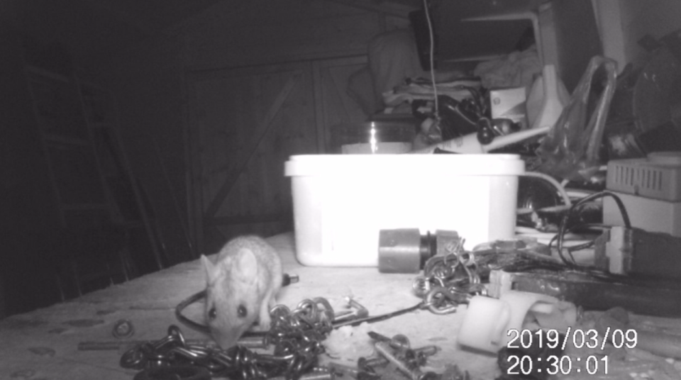 <em>The mouse was filmed tidying up a pensioner’s garden shed in the middle of the night (SWNS)</em>