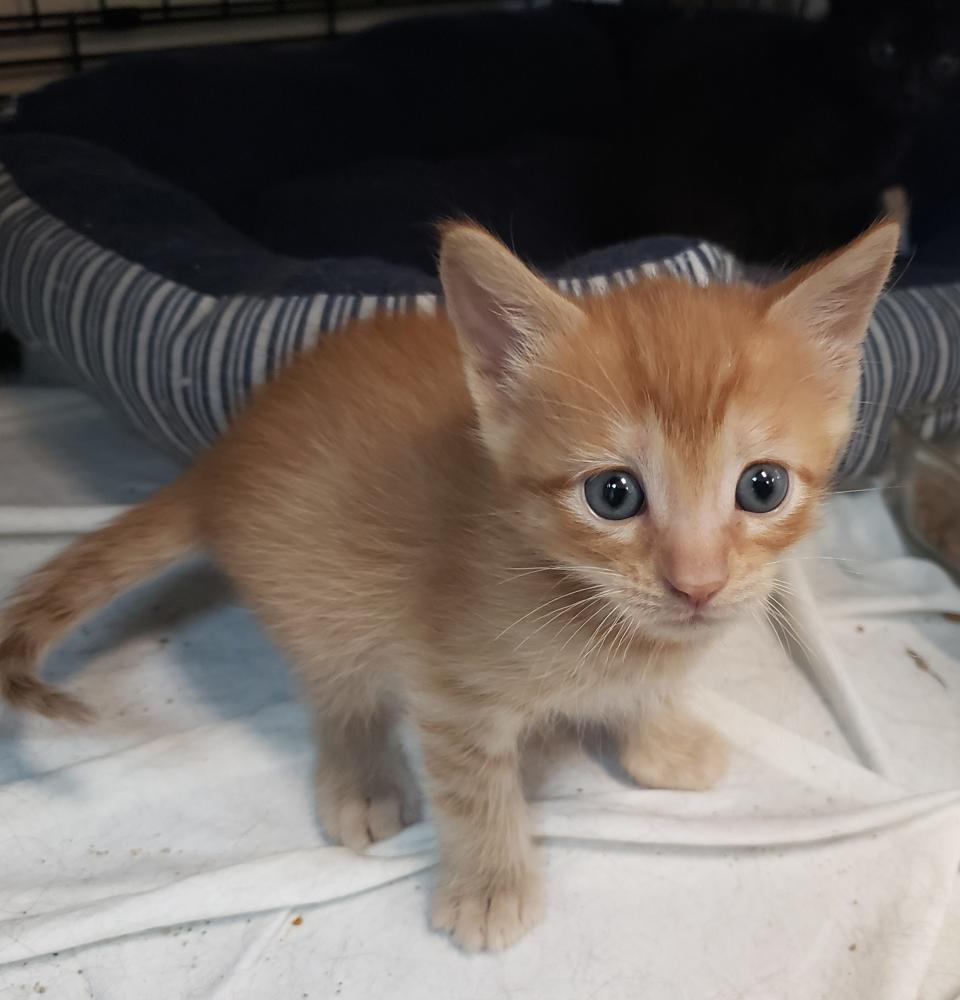 This is one of Tortie's six kittens.