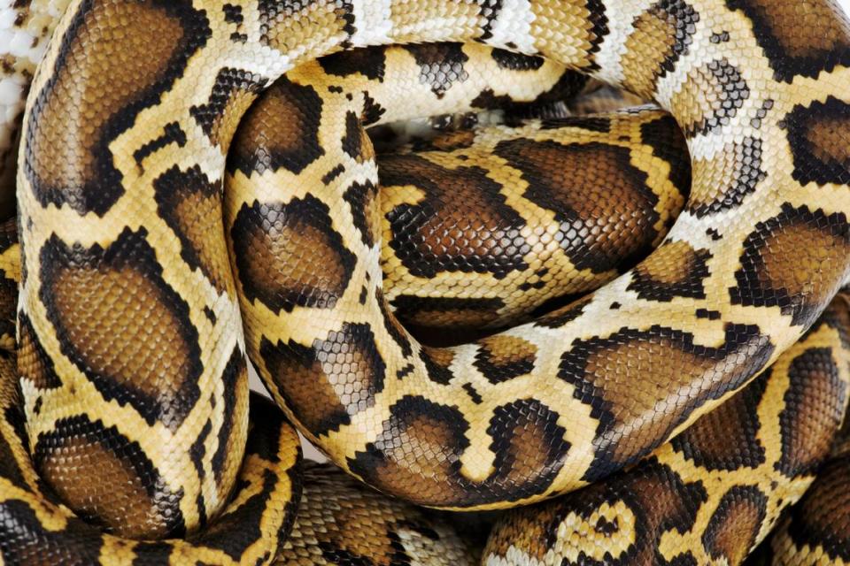 Burmese python are native to rain forest areas of Southeast Asia. The python is an invasive species in the Everglades that eats its way up the food chain.