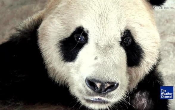 Worlds Oldest Male Giant Panda Dies At 31 3337