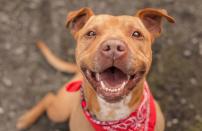 <p>These good-natured dogs are always happy when they are in a loving home. </p><p><strong>__________________________________________________________</strong><em><br><br>Want more pet care tips? You're in luck!<a href="https://subscribe.hearstmags.com/subscribe/womansday/253396?source=wdy_edit_article" rel="nofollow noopener" target="_blank" data-ylk="slk:Subscribe to Woman's Day;elm:context_link;itc:0;sec:content-canvas" class="link ">Subscribe to Woman's Day</a> today and get 73% off your first 12 issues. And while you’re at it, <a href="https://subscribe.hearstmags.com/circulation/shared/email/newsletters/signup/wdy-su01.html" rel="nofollow noopener" target="_blank" data-ylk="slk:sign up for our FREE newsletter;elm:context_link;itc:0;sec:content-canvas" class="link ">sign up for our FREE newsletter</a> for even more of the Woman's Day content you want.</em><br></p>