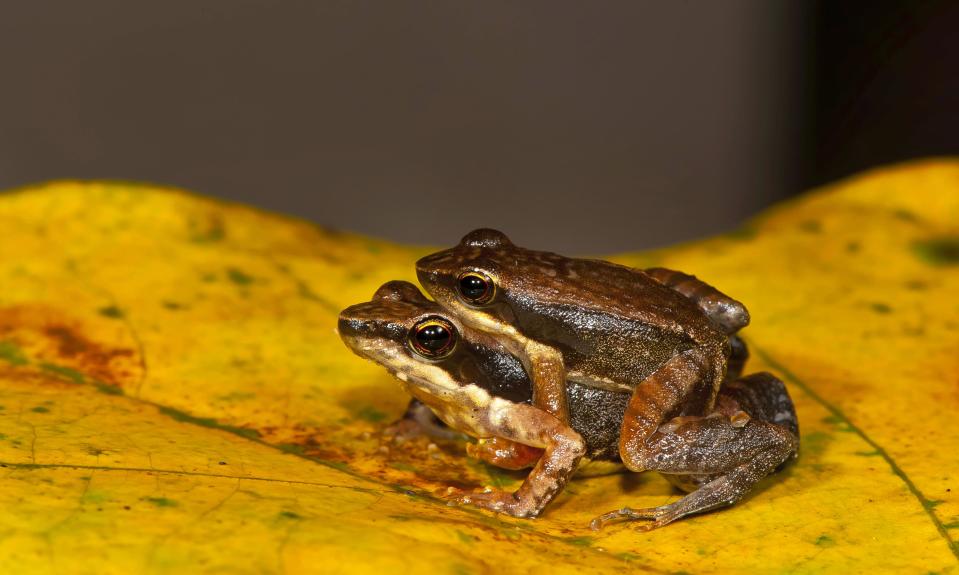 This undated photograph shows a frog couple from one of the 14 new species of so-called dancing frogs discovered by a team headed by University of Delhi professor Sathyabhama Das Biju in the jungle mountains of southern India. The study listing the new species brings the number of known Indian dancing frogs to 24 and attempts the first near-complete taxonomic sampling of the single-genus family found exclusively in southern India's lush mountain range called the Western Ghats, which stretches 1,600 kilometers (990 miles) from the west state of Maharashtra down to the country's southern tip. (AP Photo/Satyabhama Das Biju)