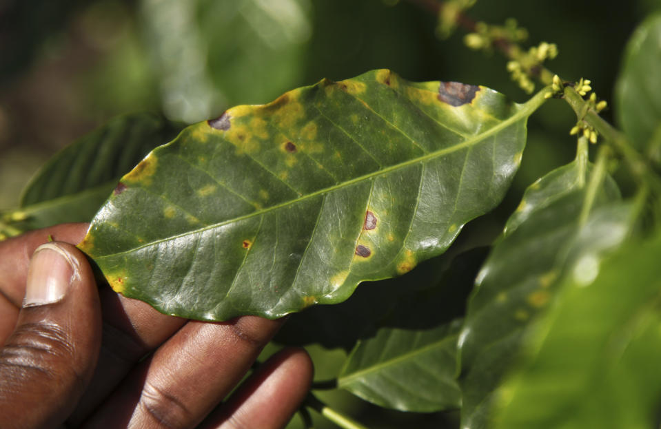 In this photo taken Wednesday, Oct. 21, 2015, coffee farmer Luka Kinyere shows plants infected with leaf rust, a fungal disease that coffee production experts there say has become more prevalent because of rising temperatures, in Kasese, in the foothills of the Rwenzori Mountains near the border with Congo, in western Uganda. Here coffee is the lifeblood of many families but their success is threatened by climate change, which has warmed the region over the years, encouraging pests and diseases and bringing erratic but intense rains that erode fertile earth. (AP Photo/Stephen Wandera)