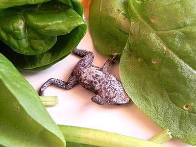 Frog in Spinach