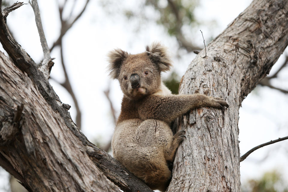 Koalas could be affected by weakened environment laws according to the ACF. Source: Getty