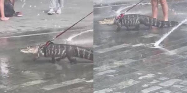 Viral: Fue captada menor de edad paseando a un reptil en el parque