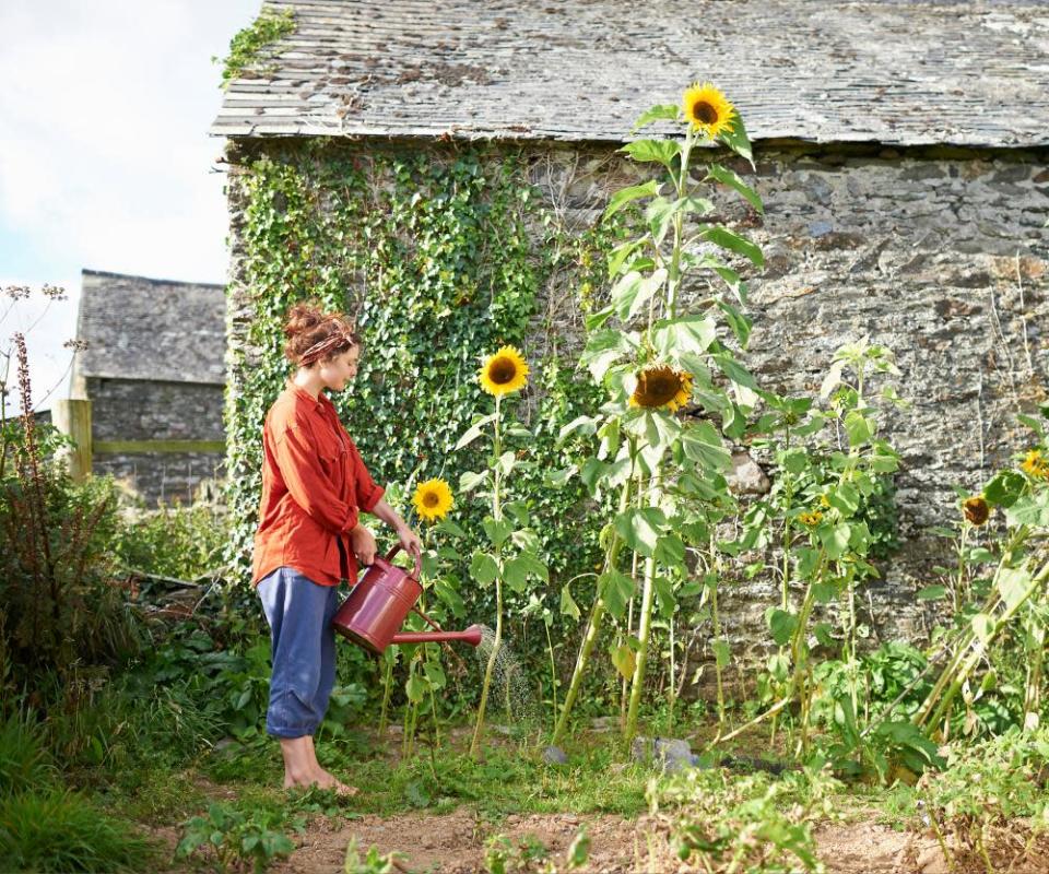 Woman watering large sunflowers with a watering can