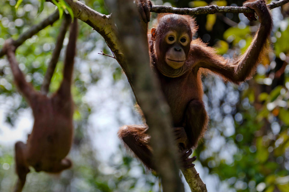 紅毛猩猩是棕櫚油和紙漿產品的受害者，業者為了種植油棕樹或紙漿原料，大片砍伐、焚燒森林，造成大量紅毛猩猩喪生或燒傷。