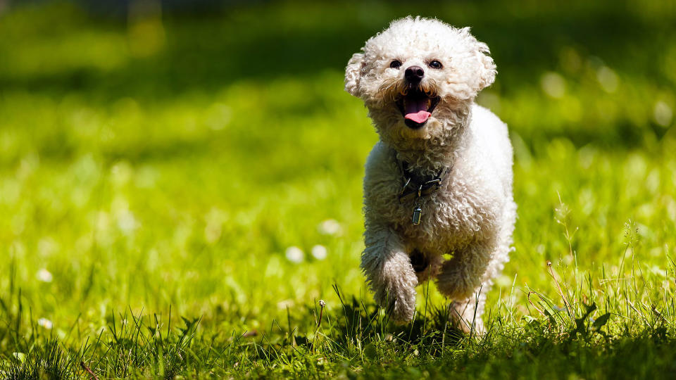 Bichon Frise dog