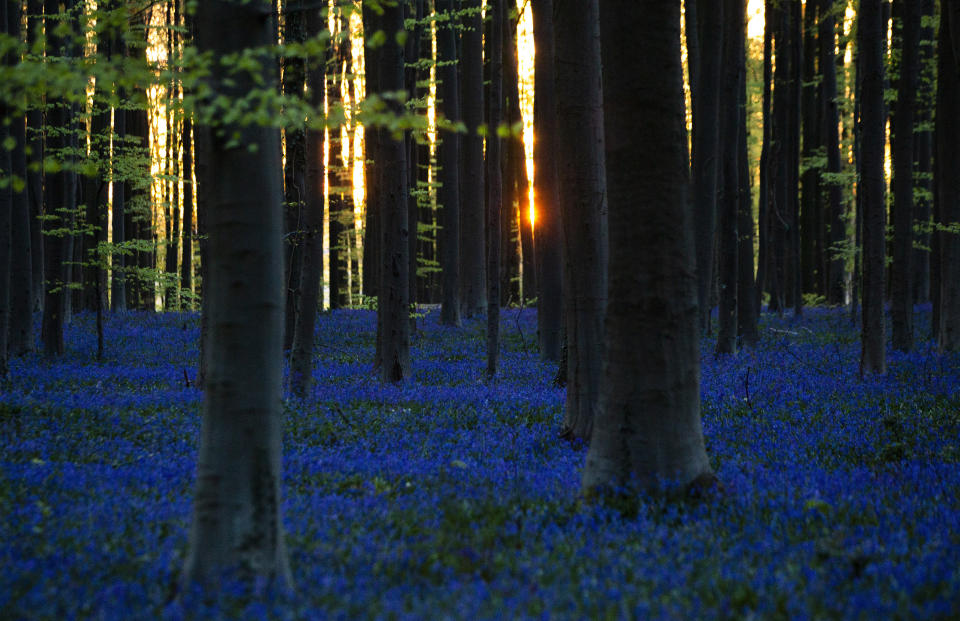The sun begins to rise through trees as Bluebells, also known as wild Hyacinth, bloom in the Hallerbos forest in Halle, Belgium, on Thursday, April 16, 2020. Bluebells are particularly associated with ancient woodland where it can dominate the forest floor to produce carpets of violet–blue flowers. (AP Photo/Virginia Mayo)