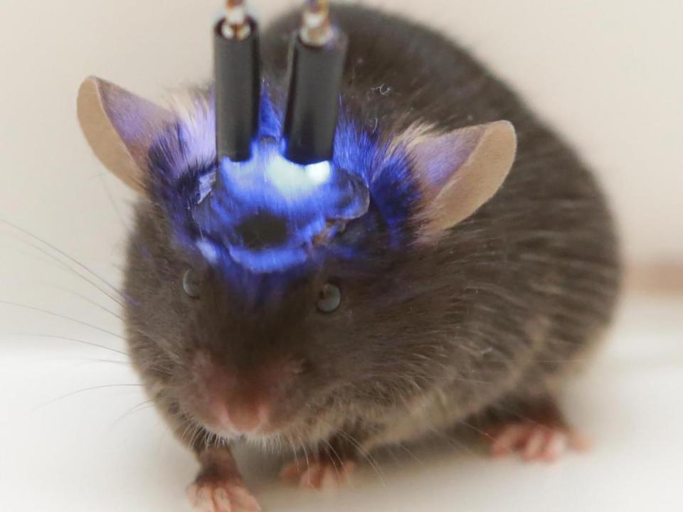 mouse brain optogenetics