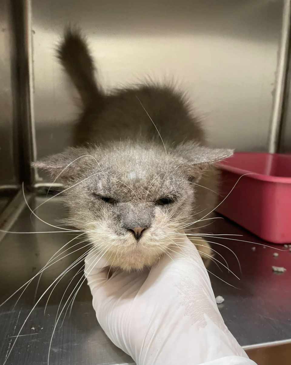 Closeup of a cat with mange