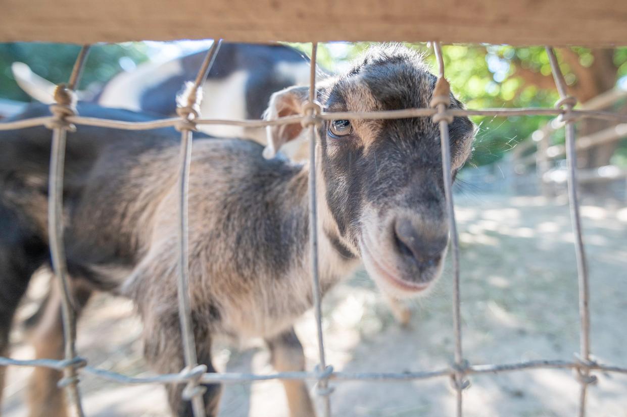 One of two baby goats looks through their enclosure at the Pueblo Zoo on Tuesday, July 18, 2023.