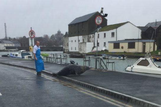 Mr Hagarty has been feeding Sammy the seal for five years: Derek Byrne/Twitter