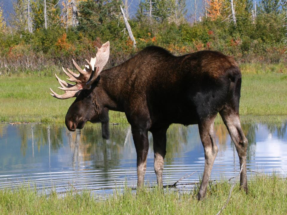 Moose standing by a pond surrounded by grass and trees