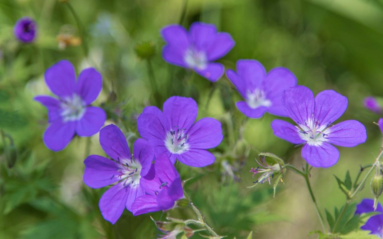 Bloom me Away is loved by bees and flowers repeatedly