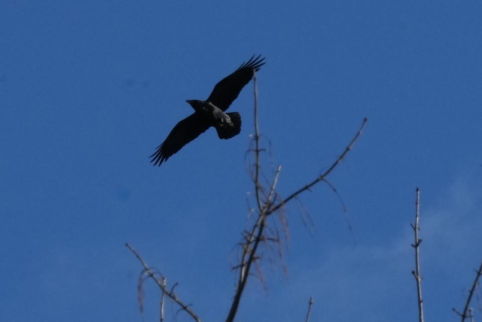 A raven was seen by birders who came to take part in the Christmas Bird Count at the Teaneck Creek Conservancy. It’s the 74th year of the annual count led by the Bergen County Audubon Society in Teaneck, NJ on December 17, 2022.