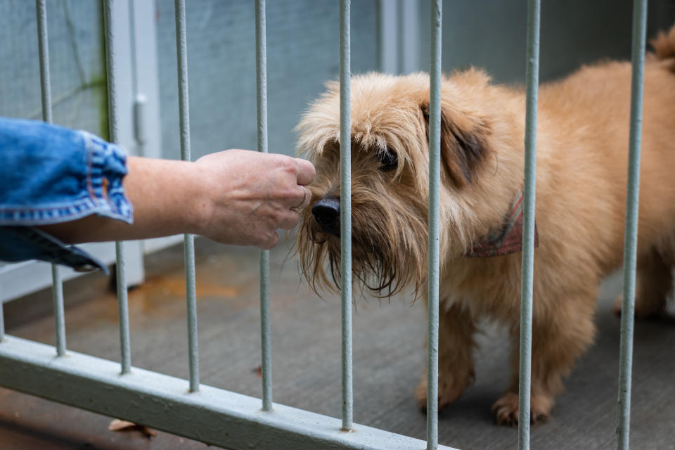 California is becoming the first state in the country to ban stores from selling nonrescue dogs, cats and rabbits. (Photo: Zbynek Pospisil via Getty Images)