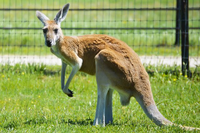 <p>Christi Gilbreth/The HSUS</p> Joey the kangaroo