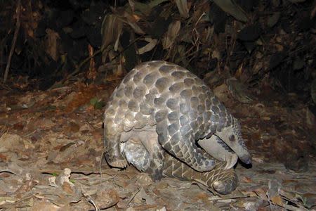 A giant pangolin walks in the woods in Lope National Park in Gabon in this picture provided by Panthera September 14, 2013. REUTERS/Laila Bahaa-el-din/Panthera/Handout via Reuters