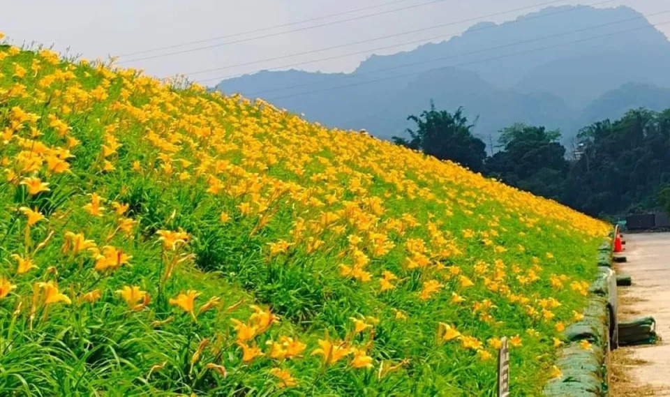 大湖鄉河堤長達800公尺金針花海超壯觀，看金針花不必到花東。