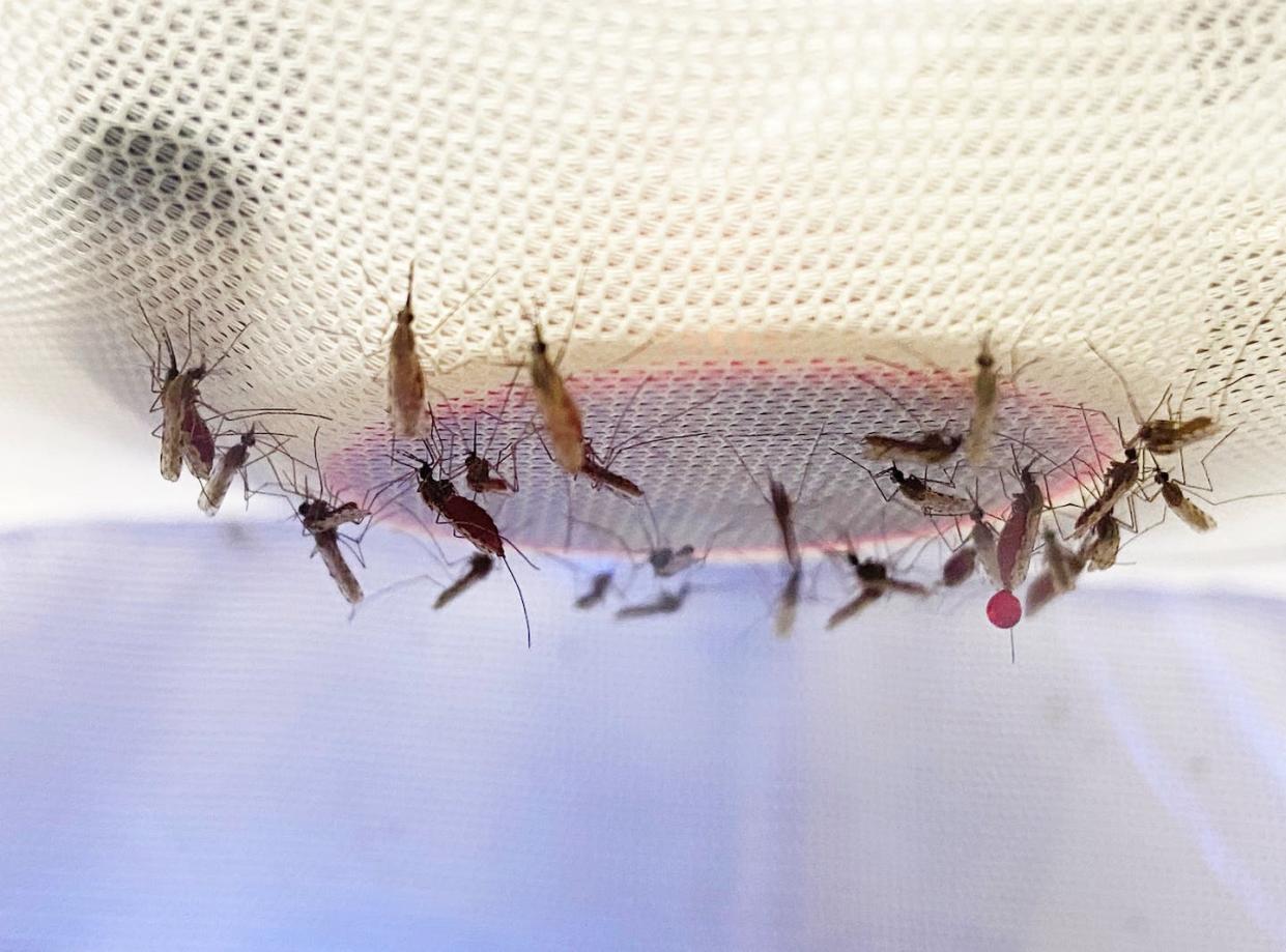 A group of Anopheles mosquitoes taking a blood meal in an experiment conducted by the New Mexico State University Molecular Vector Physiology Lab. Hansen MVP lab