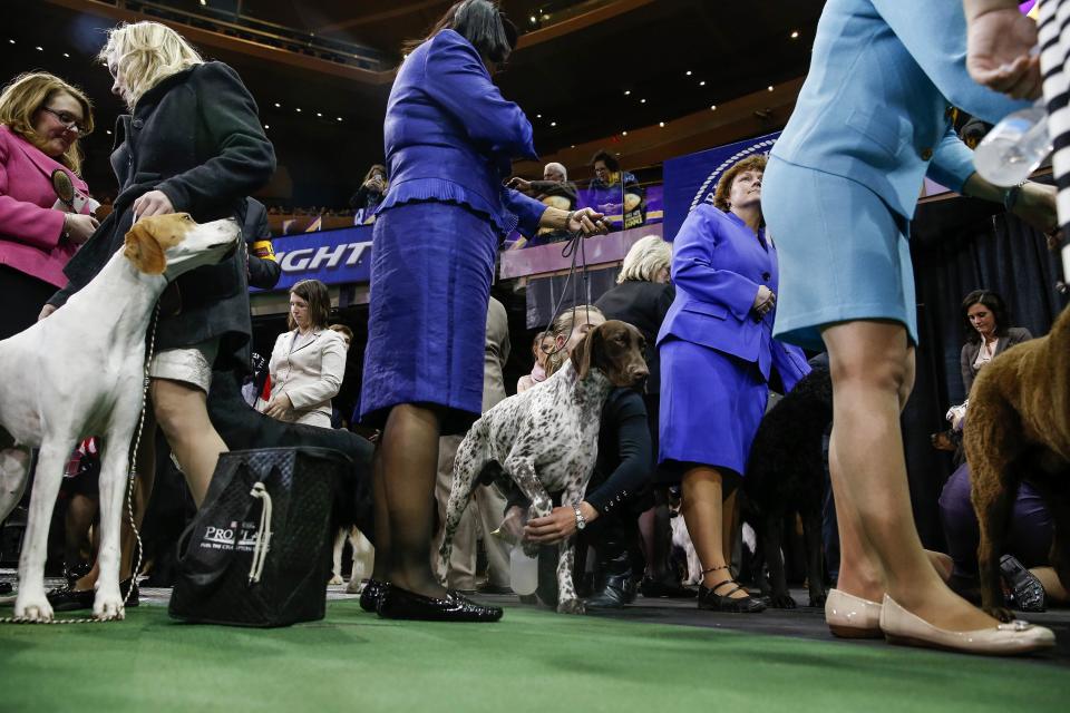 Dog handlers stand with their dogs before the Sporting Group judging at the 138th Westminster Kennel Club Dog Show at Madison Square Garden in New York