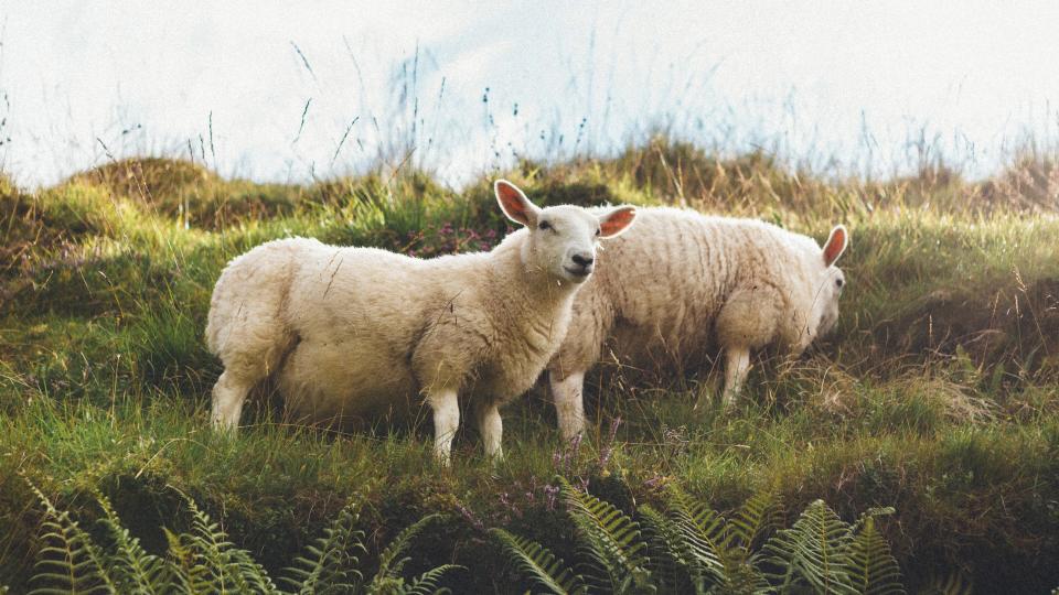 Two sheep with thick wool coats stand on a grass hill grazing