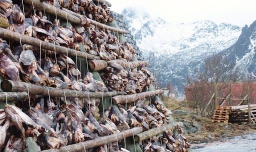 Heads of cod, or Skrei of the old Norse term for "the wanderer", dry on racks near Svolvaer, the largest town in Norway's Lofoten archipelago