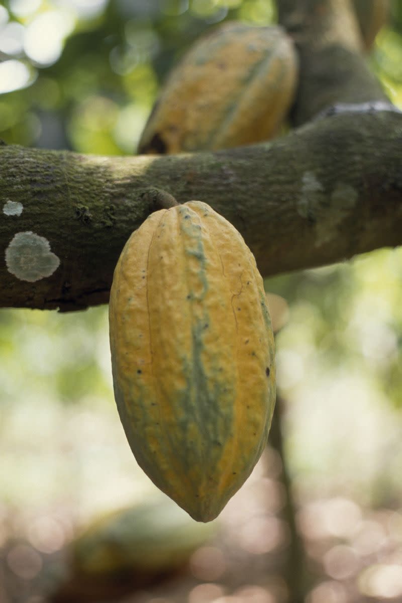 Chocolate is (kinda) a fruit.