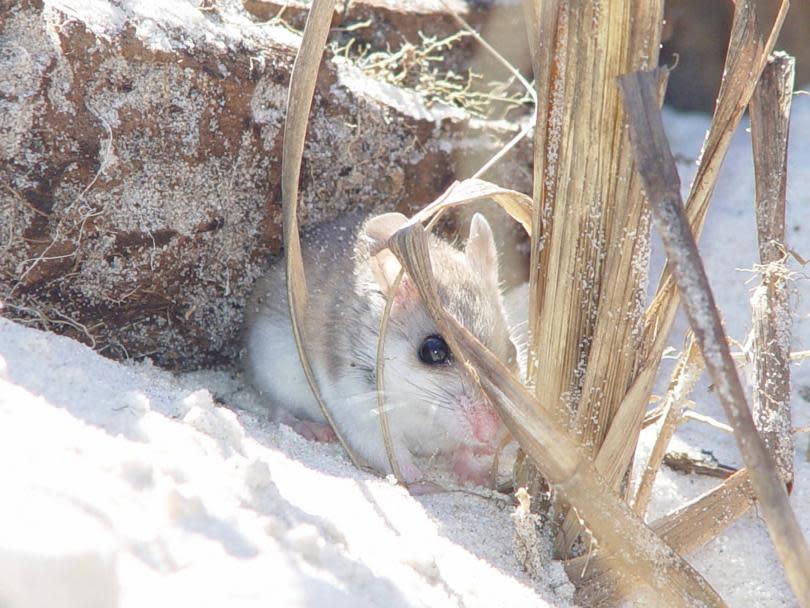 Peromyscus_polionotus_ammobates