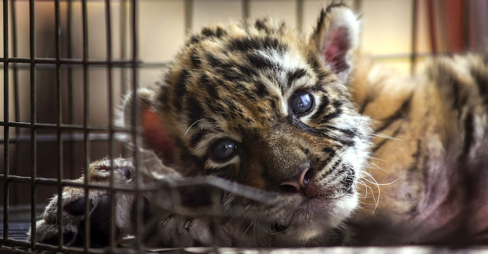 Tigre cachorro en zoológicos de Nuevo York