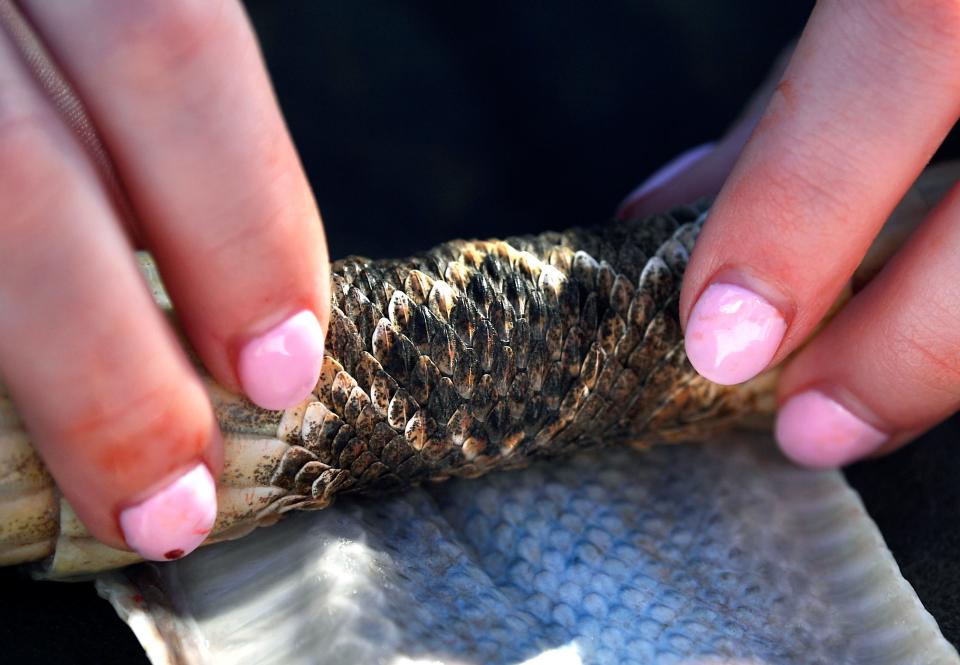 Linnea Elmore, 17, of Roscoe rolls the skin of the rattlesnake she just skinned as a Sweetwater Jaycee holds it taut for her Feb. 23.